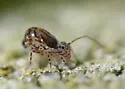 Ptenothrix denticulata - photo 2