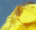 Ptenothrix flavescens