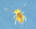 Ptenothrix flavescens - photo 2