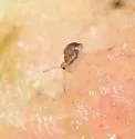 Ptenothrix macomba