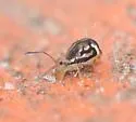 Ptenothrix macomba - photo 2