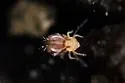 Ptenothrix macomba - photo 4