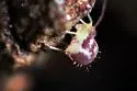 Ptenothrix macomba - photo 5