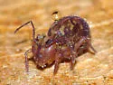 Ptenothrix maculosa
