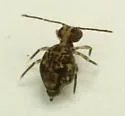 Ptenothrix maculosa - photo 3