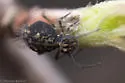 Ptenothrix maculosa - photo 4