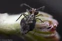 Ptenothrix maculosa - photo 5