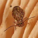 Ptenothrix marmorata