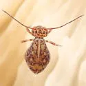 Ptenothrix marmorata - photo 2