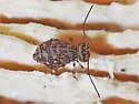 Ptenothrix marmorata - photo 4
