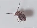 Ptenothrix marmorata - photo 5