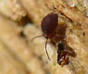 Ptenothrix palmata