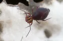 Ptenothrix palmata - photo 3