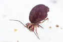 Ptenothrix palmata - photo 5