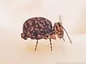 Ptenothrix prob-undescribed