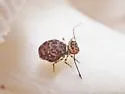 Ptenothrix prob-undescribed - photo 2