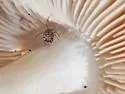 Ptenothrix prob-undescribed - photo 3