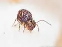 Ptenothrix prob-undescribed - photo 4