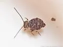 Ptenothrix prob-undescribed - photo 5