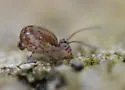 Ptenothrix prope-denticulata