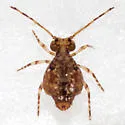 Ptenothrix renateae