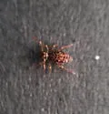 Ptenothrix renateae - photo 2