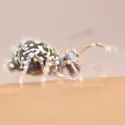 Ptenothrix renateae - photo 3