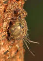 Ptenothrix renateae - photo 4