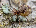 Ptenothrix renateae - photo 5