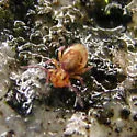 Ptenothrix undescribed