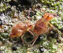 Ptenothrix undescribed - photo 2