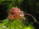 Ptenothrix undescribed - photo 3