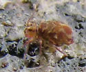Ptenothrix undescribed - photo 4