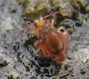 Ptenothrix undescribed - photo 5