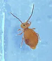 Ptenothrix unicolor