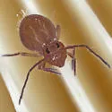 Ptenothrix unicolor - photo 2