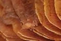 Ptenothrix unicolor - photo 3