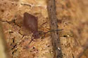 Ptenothrix unicolor - photo 4