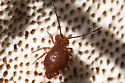Ptenothrix unicolor - photo 5