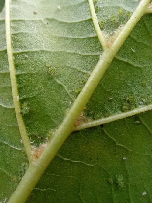 Pterocallis maculata - photo 3