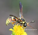 Pterocheilus denticulatus