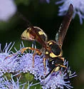 Pterocheilus denticulatus - photo 2