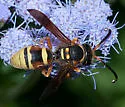 Pterocheilus denticulatus - photo 3