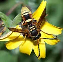 Pterocheilus denticulatus - photo 4