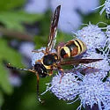 Pterocheilus denticulatus - photo 5