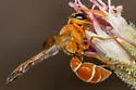 Pterocheilus diversicolor