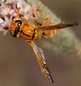 Pterocheilus diversicolor - photo 2
