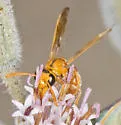 Pterocheilus diversicolor - photo 3