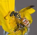 Pterocheilus diversicolor - photo 4