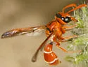 Pterocheilus diversicolor - photo 5